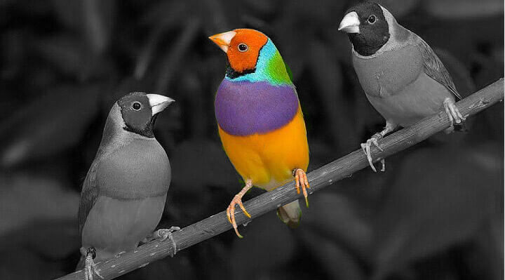 Jewelry Advertisement In Photoshop